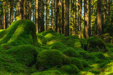 Large rocks covered with a thick layer of green moss - obrazy, fototapety, plakaty