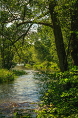 Small river surrounded by lush green vegetation