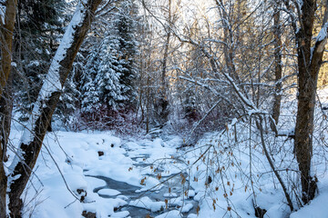 Winter landscape