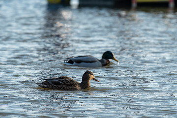 kaczka © Krzysztof  Jaworski