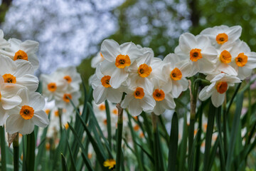 Narcissus Geranium blossoms in the garden in spring