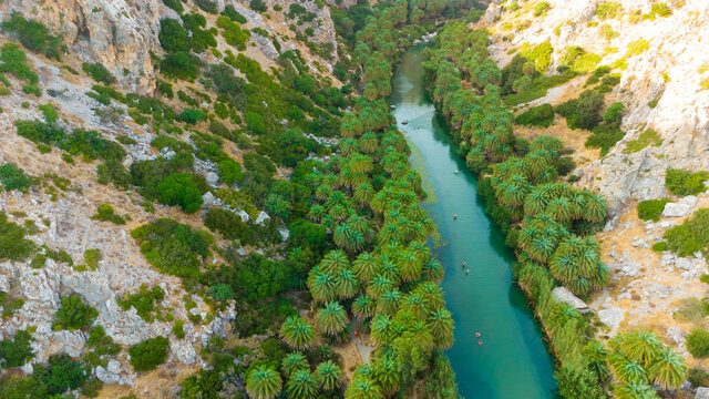 Palms near green river in Preveli, Crete island, Greece