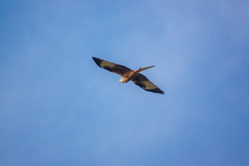 a red kite (Milvus milvus) soaring with wings full in a cold deep blue winter UK sky