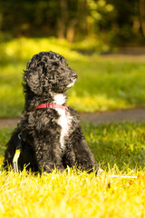 aussiedoodle, welpe