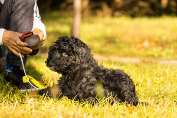 aussiedoodle, welpe