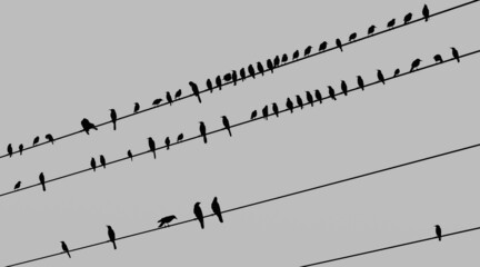 Birds on electric wire