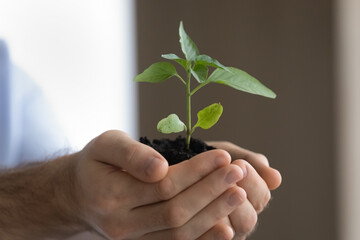 Crop close up growing green plant in male hands, environment and ecology concept, young man...