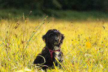 Aussiedoodle Welpe