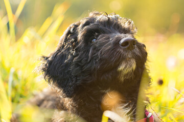 Aussiedoodle, Doodle, Welpe