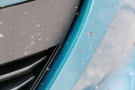 Insect midges on a car close-up.