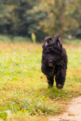 Aussiedoodle, Doodle, Welpe