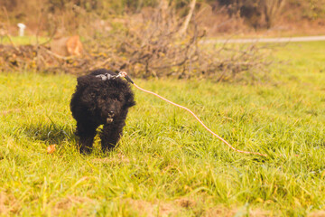 Aussiedoodle, Doodle, Welpe