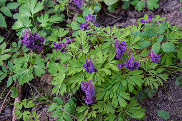 Corydalis close up. Corydalis solida. Purple spring forest flowers