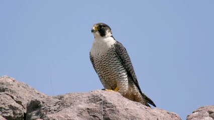 Faucon pèlerin / Falco peregrinus - 2008 11 13 172907 Argentine - Puerto Deseado - 717