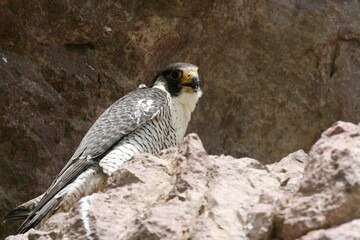 Faucon p&egrave;lerin / Falco peregrinus - 2008 11 13 172552 Argentine - Puerto Deseado - 691