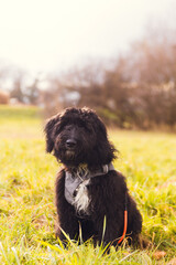 Aussiedoodle