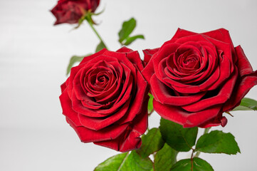 Red roses in front of white background
