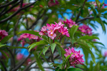 close-up of pink plumeria tree branch