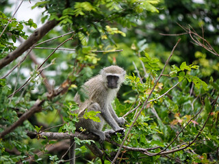 Vervet Monkey (Chlorocebus pygerythrus) in trees in Zimbabwe, Africa