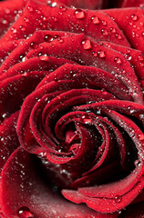 Waterdrops on beautiful rose fokusstacking ultra detailed, love, valentine's day