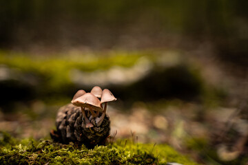 Seta naciendo sobre piña en el musgo 