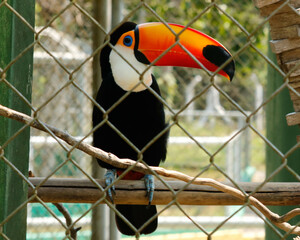 toucan in the park