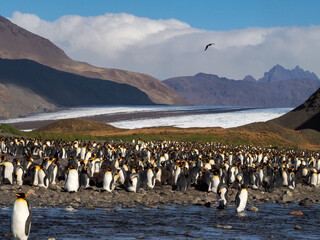 Colony of King Penguins at South Georgia Island with mountains and snow field in the background