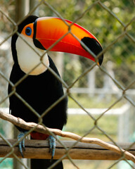 toucan in the jungle