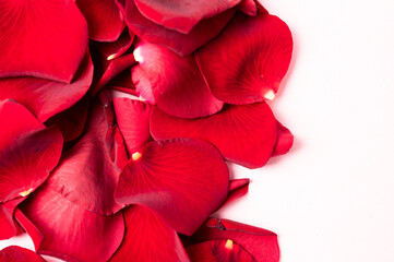 Real red rose petals background backdrop vertical