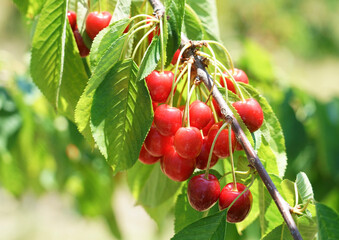 Close up fresh yellow and red cherries on the tree branch