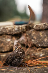 Cría de mirlo recién caída del árbol rastrillo herramienta agricola al fondo desenfocado