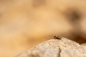 Insecto a punto de saltar volando