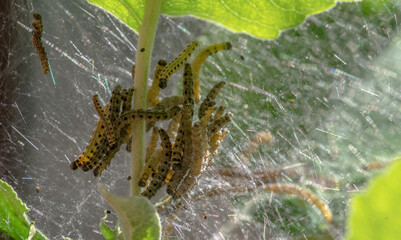 Caterpillars of an apple moth, the apple ermine, in a silken web on an apple tree branch. Selective focus.