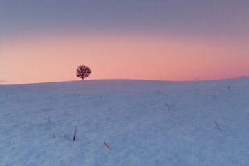 einsamer alter Baum im Winter
