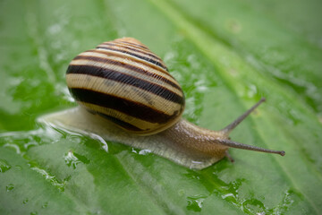 A garden banded snail creeps on a leaf wet after rain. Selective focus.