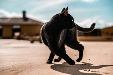 Gato negro paseando  - obrazy, fototapety, plakaty