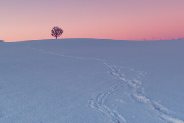 einsamer alter Baum im Winter