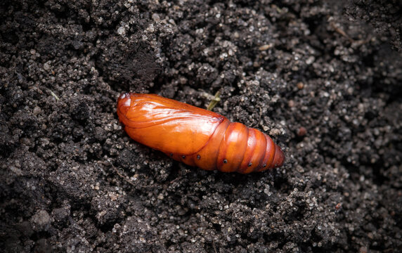 A pupa moth against the background of the soil. Selective focus..