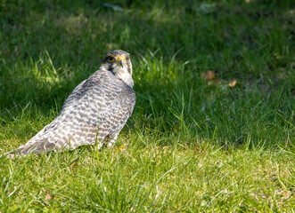 The peregrine falcon (Falco peregrinus) in a green grass