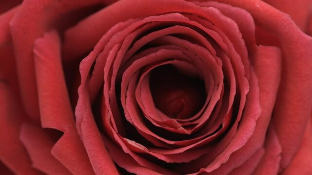 Beautiful opening red rose background. Petals of Blooming red rose flower open, time lapse, close-up. Holiday, love, birthday design backdrop. Bud closeup. Macro. Valentine's Day. Timelapse 