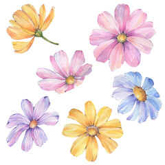 Botanical set of watercolor flowers. Drawn flowers isolated on white background. Delicate flower isolates.