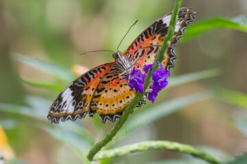 Bunter Schmetterling
