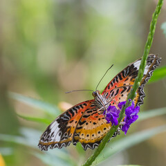 Bunter Schmetterling