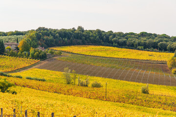 autumn in the Sienese Chianti