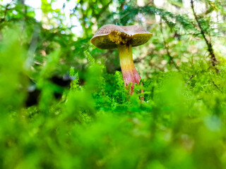 Pilzfotos / mushroom pictures - In einem Wald forografiert / photographed in a forrest in Europe
Schönes Pilzfoto (steinpilz , Röhrling etc.)