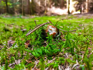 Pilzfotos / mushroom pictures - In einem Wald forografiert / photographed in a forrest in Europe
Schönes Pilzfoto (steinpilz , Röhrling etc.)