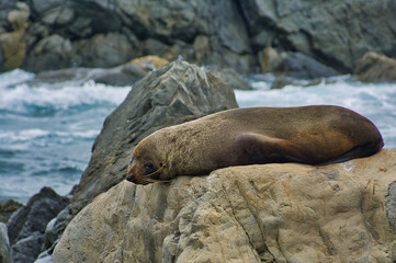 Obraz premium A New Zealand fur seal (Arctocephalus forsteri), resting on the rocks of Tarkirae Head, in the extreme south of North Island 