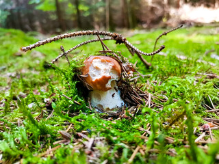 Pilzfotos / mushroom pictures - In einem Wald forografiert / photographed in a forrest in Europe
Schönes Pilzfoto (steinpilz , Röhrling etc.)