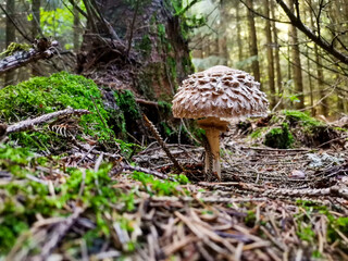 Pilzfotos / mushroom pictures - In einem Wald forografiert / photographed in a forrest in Europe
Schönes Pilzfoto (steinpilz , Röhrling etc.)