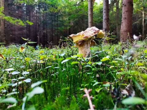 Pilzfotos / mushroom pictures - In einem Wald forografiert / photographed in a forrest in Europe
Schönes Pilzfoto (steinpilz , Röhrling etc.)